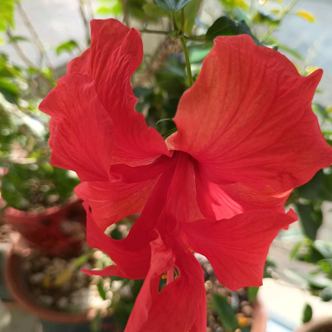 歌儿花儿和水儿是我的最爱