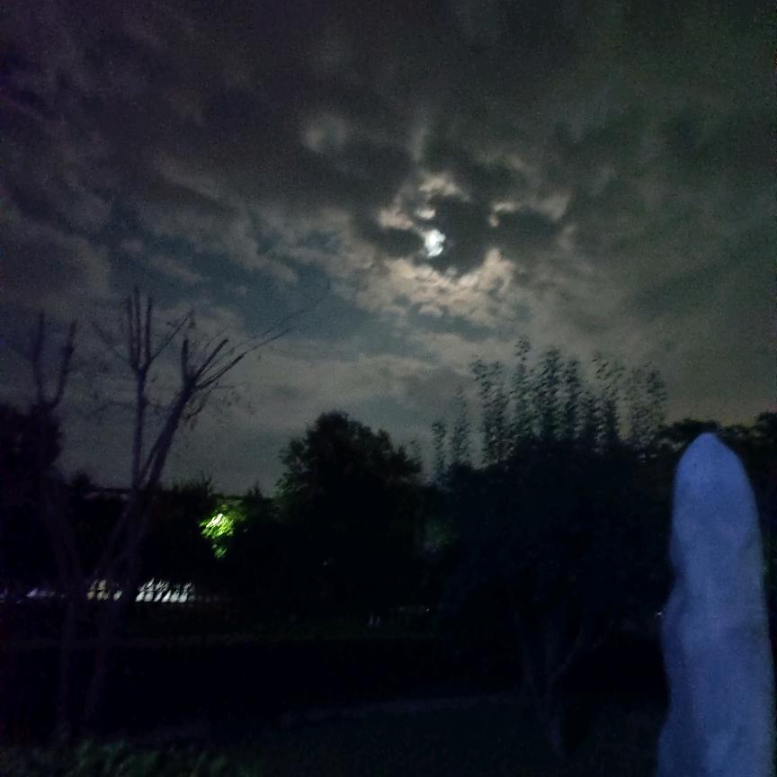 小鼠
