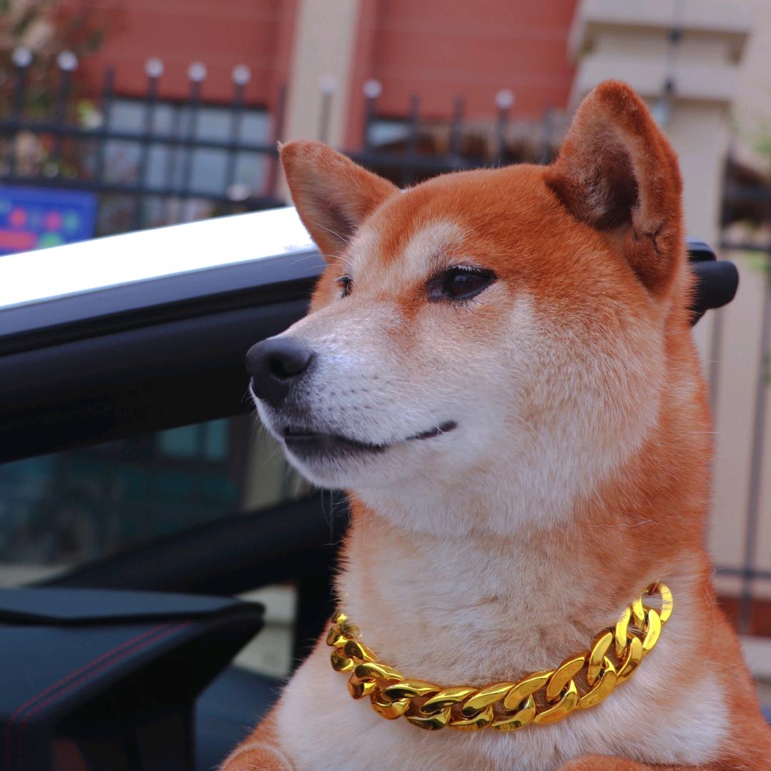 喜欢野餐的可乐🥤