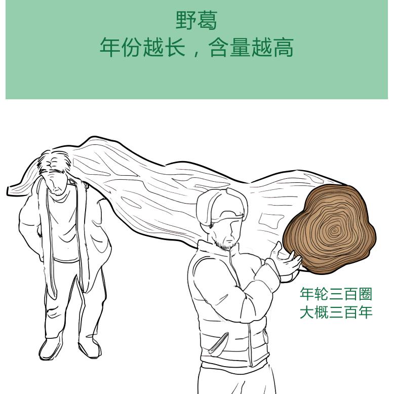 秦大山野生葛根茶