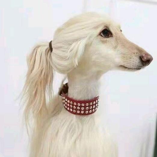 肇源县博远犬舍商店