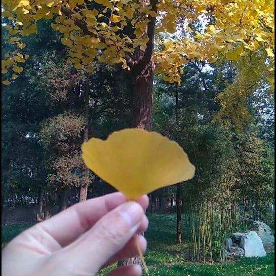 列夫