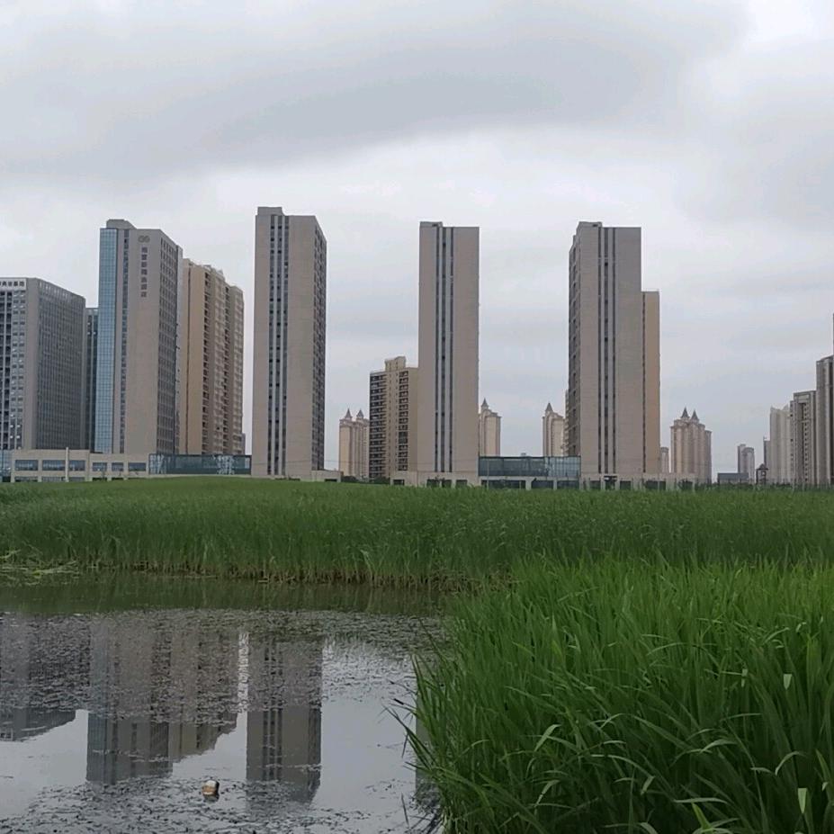 雷鸟