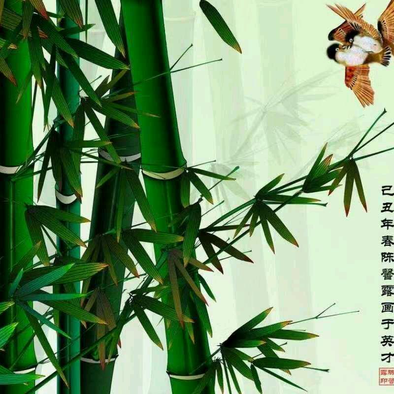 @竹影清风@