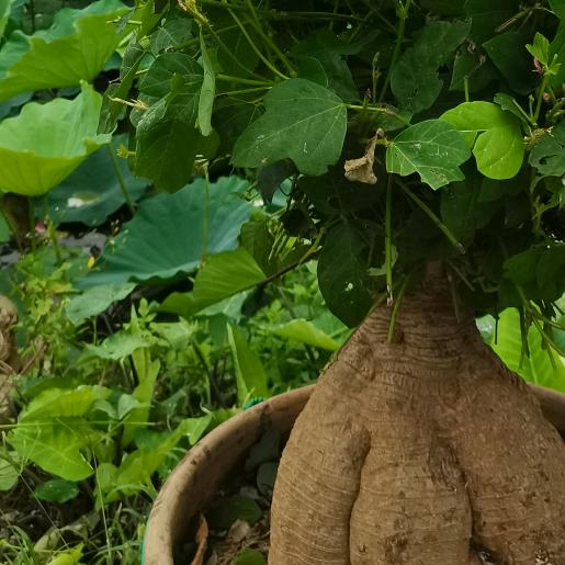 卖葛根代用茶的明仔