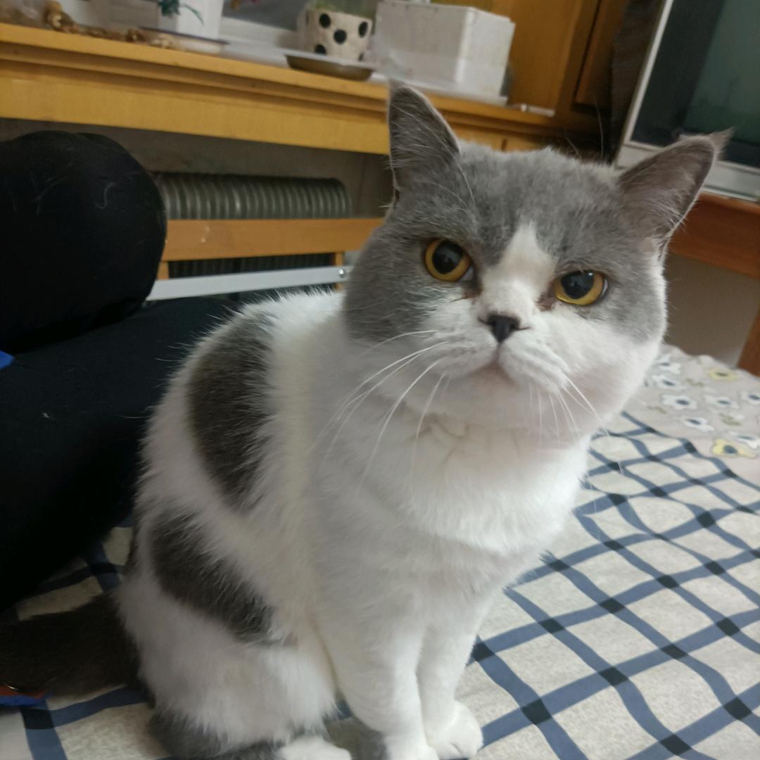 会哥
