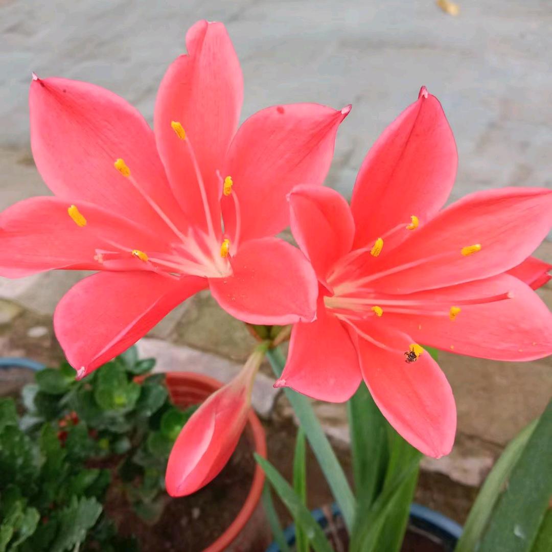 高玲玲