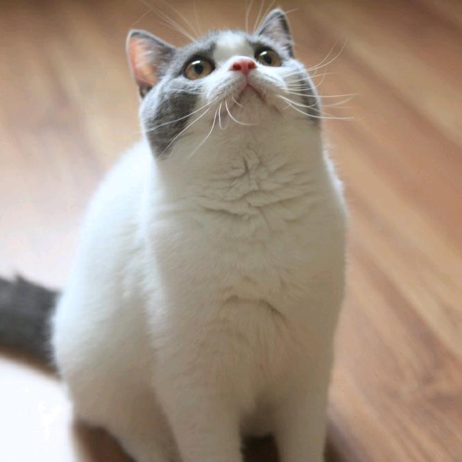 楚子航（钢琴小白入坑中）