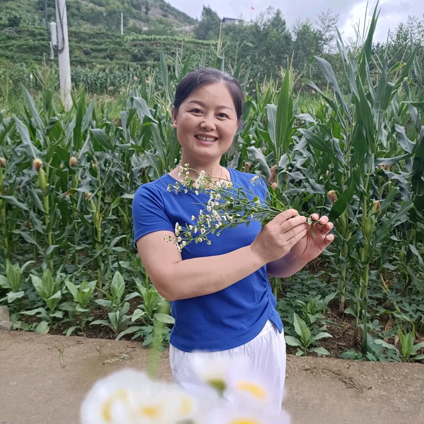 菊子姐  (晚上7点10分)