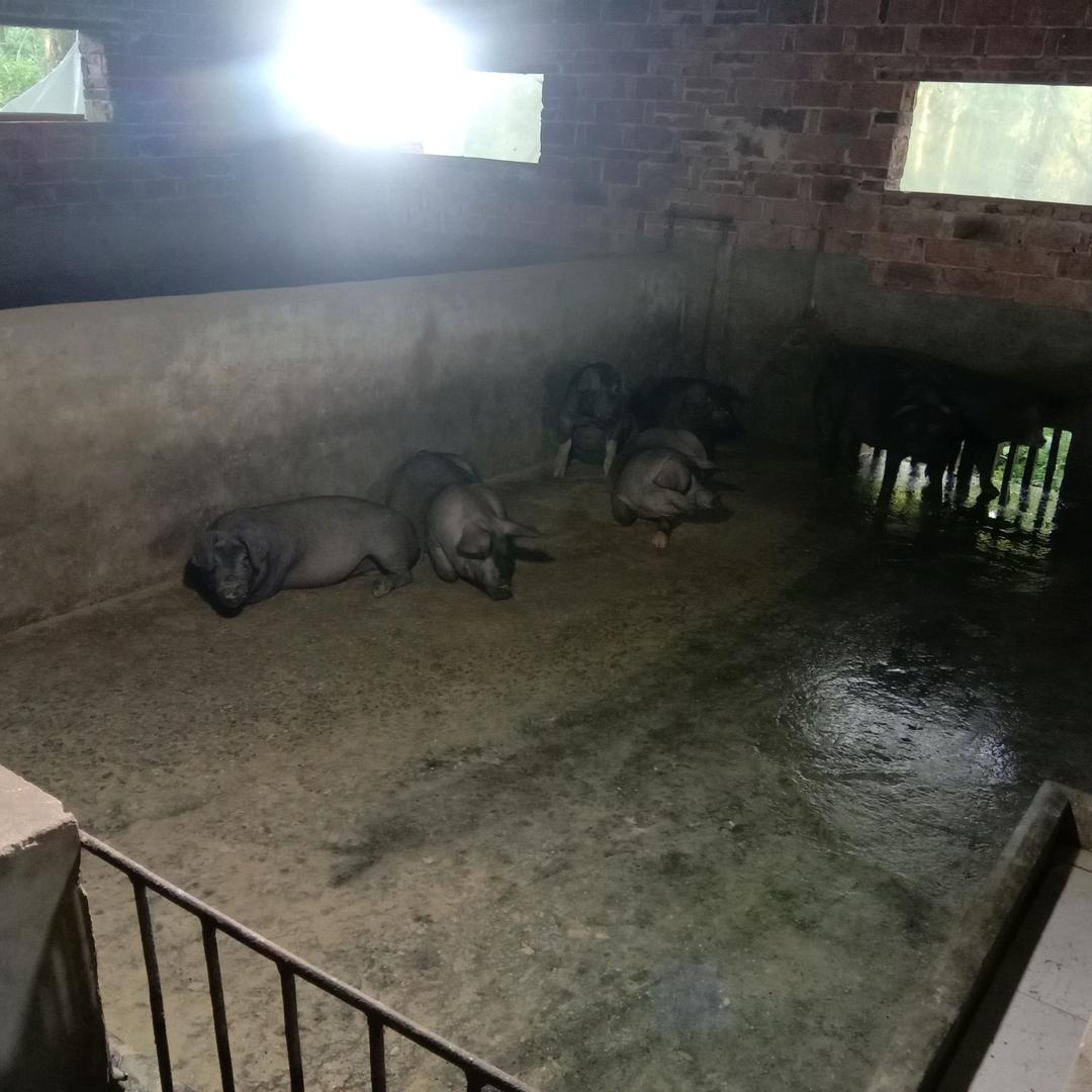 退伍老兵返乡创业:专养土黑猪，土鸡