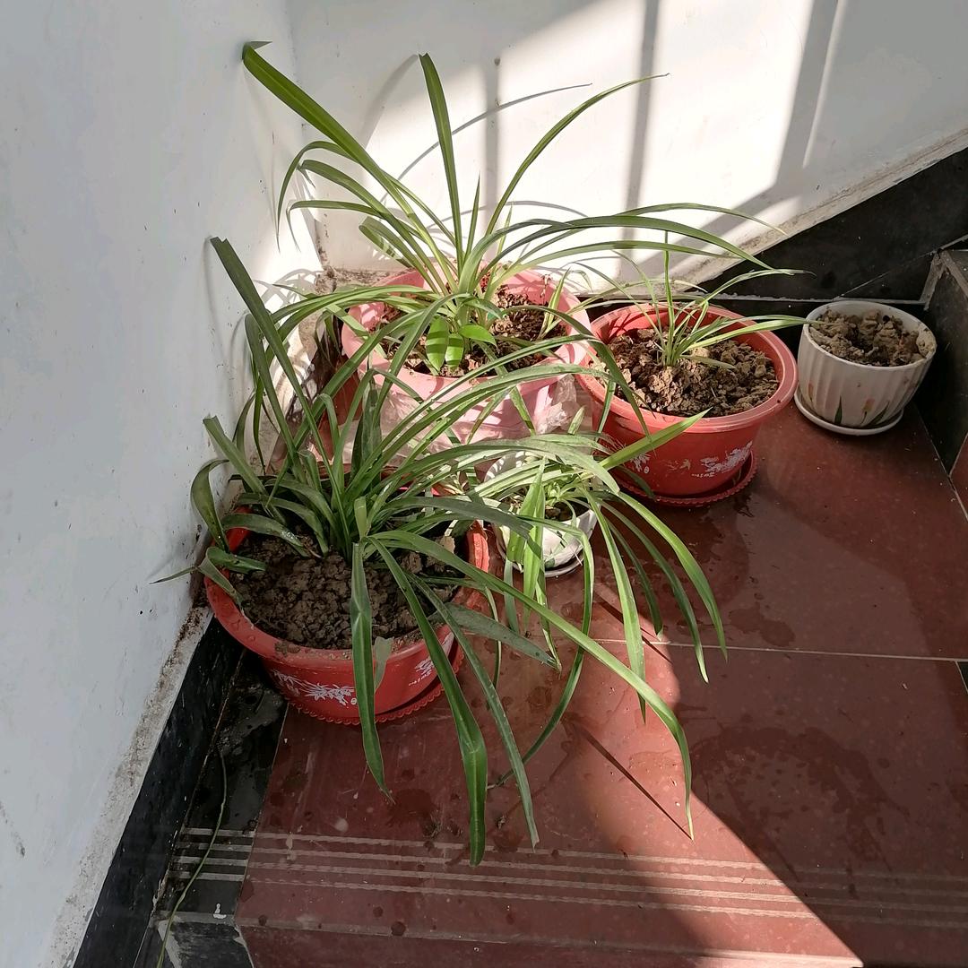 想念的你