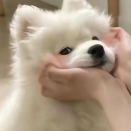 开心小羊羔