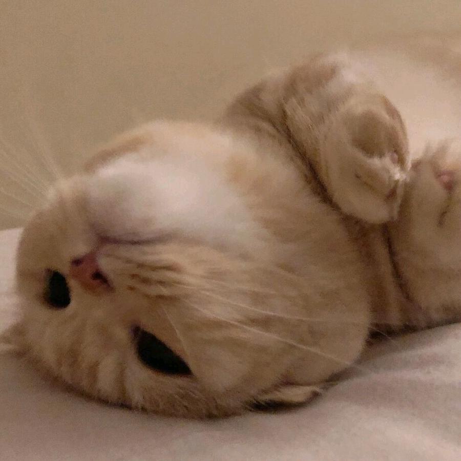 懒猫