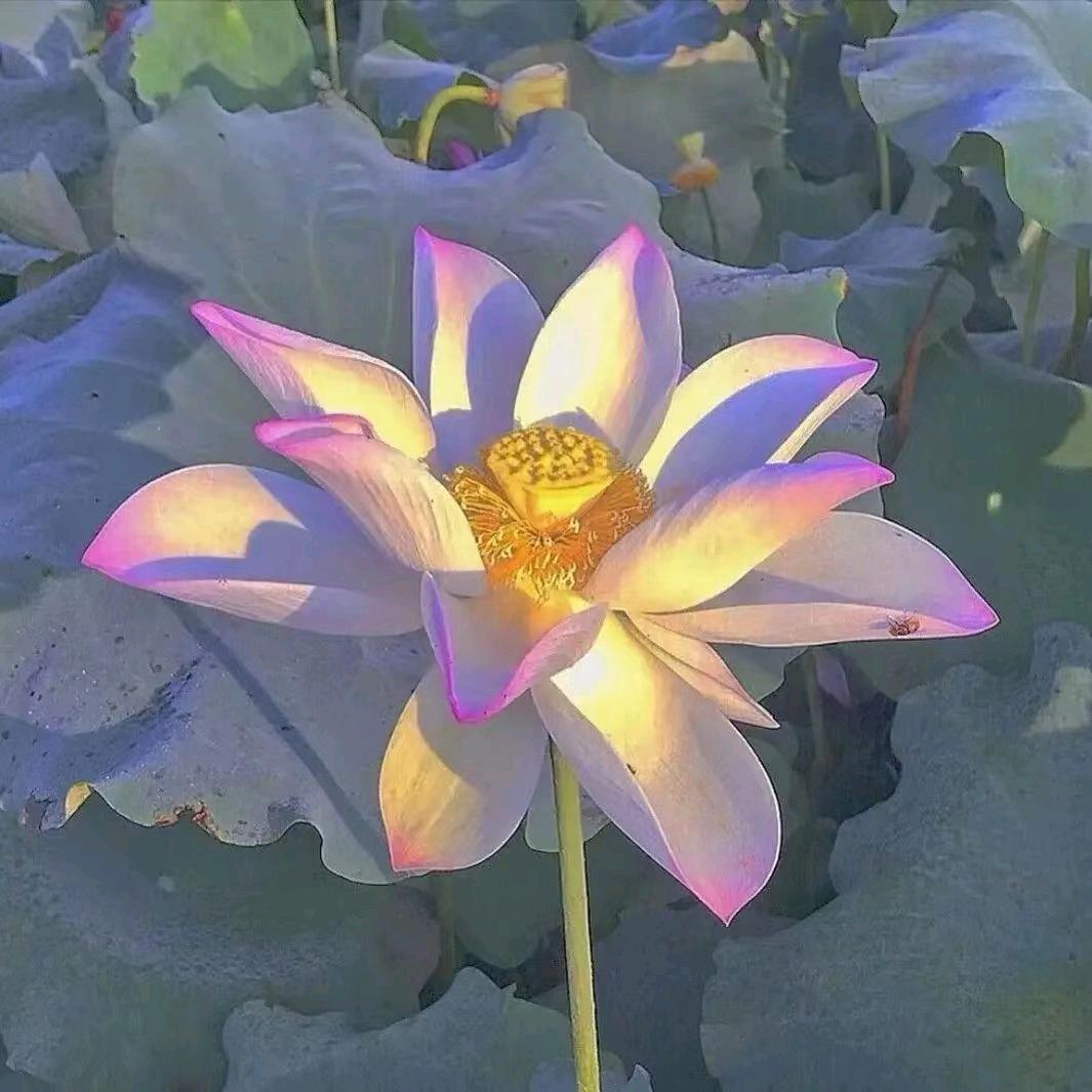 青黛
