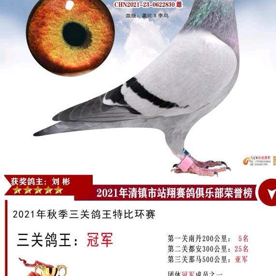 @顺顺通鸽业老兵