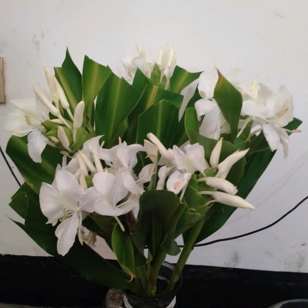 百合花开
