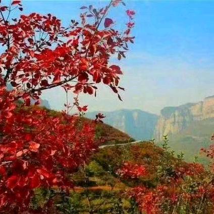 铿锵玫瑰