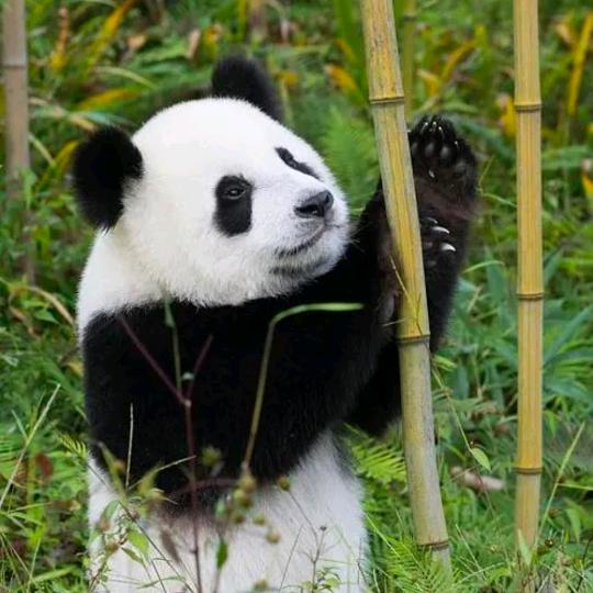 苹果   张红