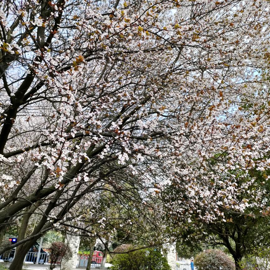 伪装☆