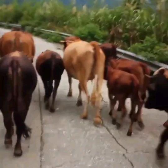 潞水养牛妞(要好牛肉请找我）