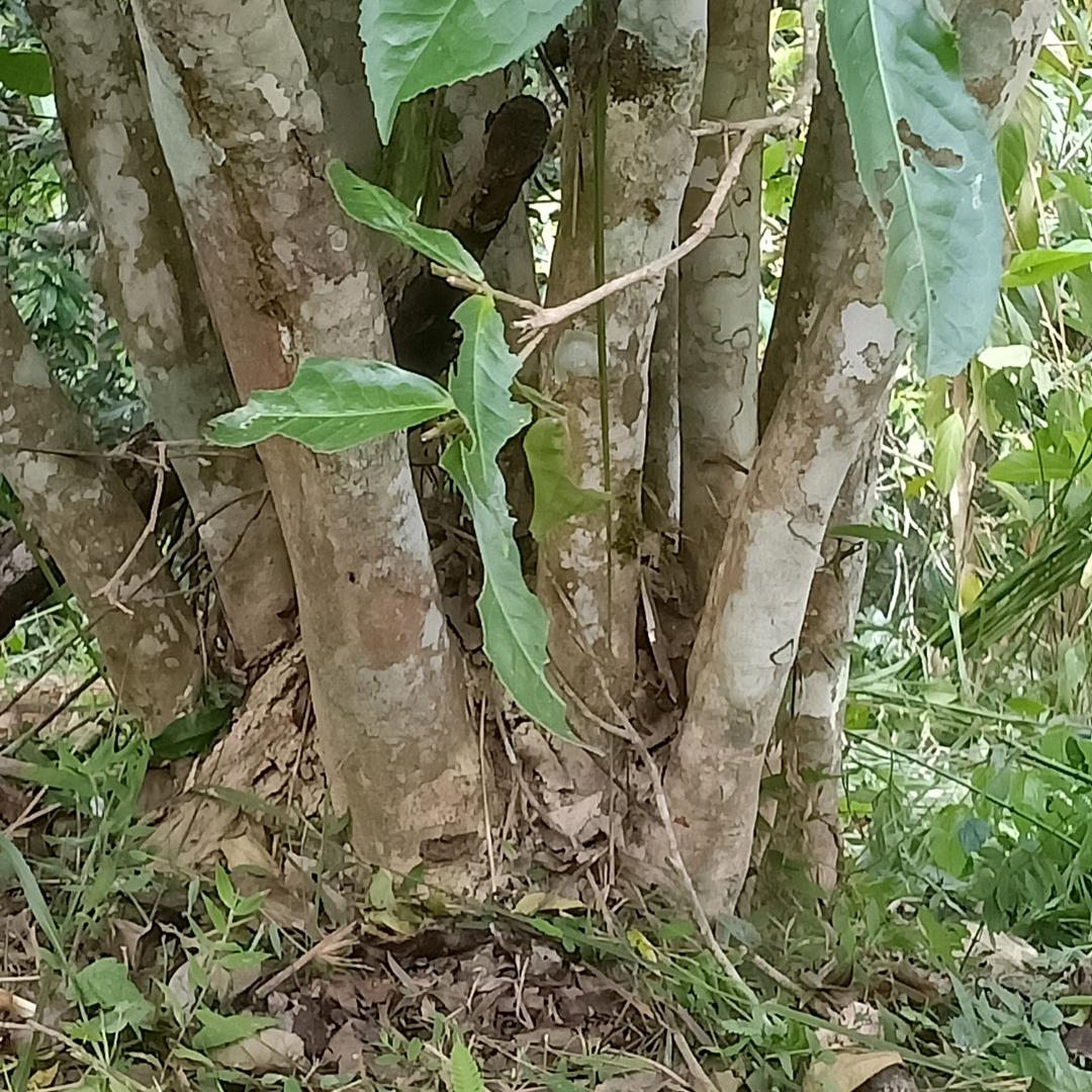 古六茶山瓦竜