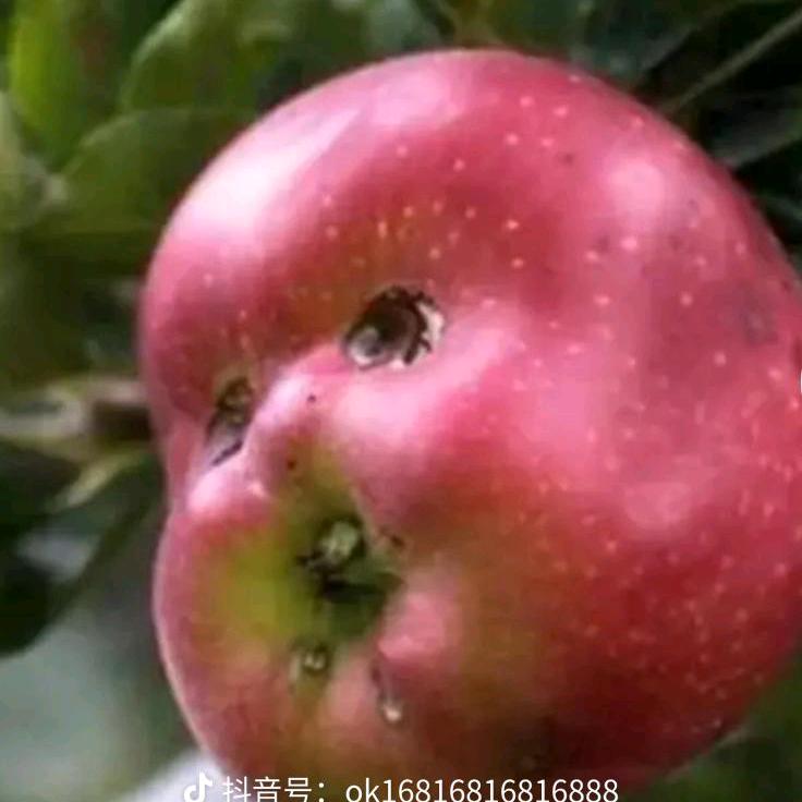沈哥🍎🍎余生只爱你🍒🍇🍑