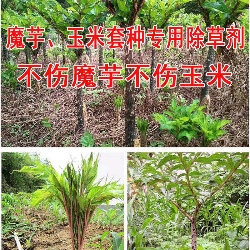 郭平，云化合作社，养牛业，养猪业，种植