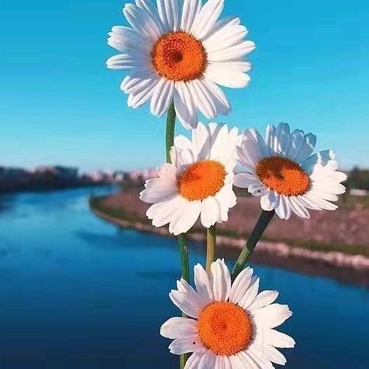 猪牛羊养殖设备壹号