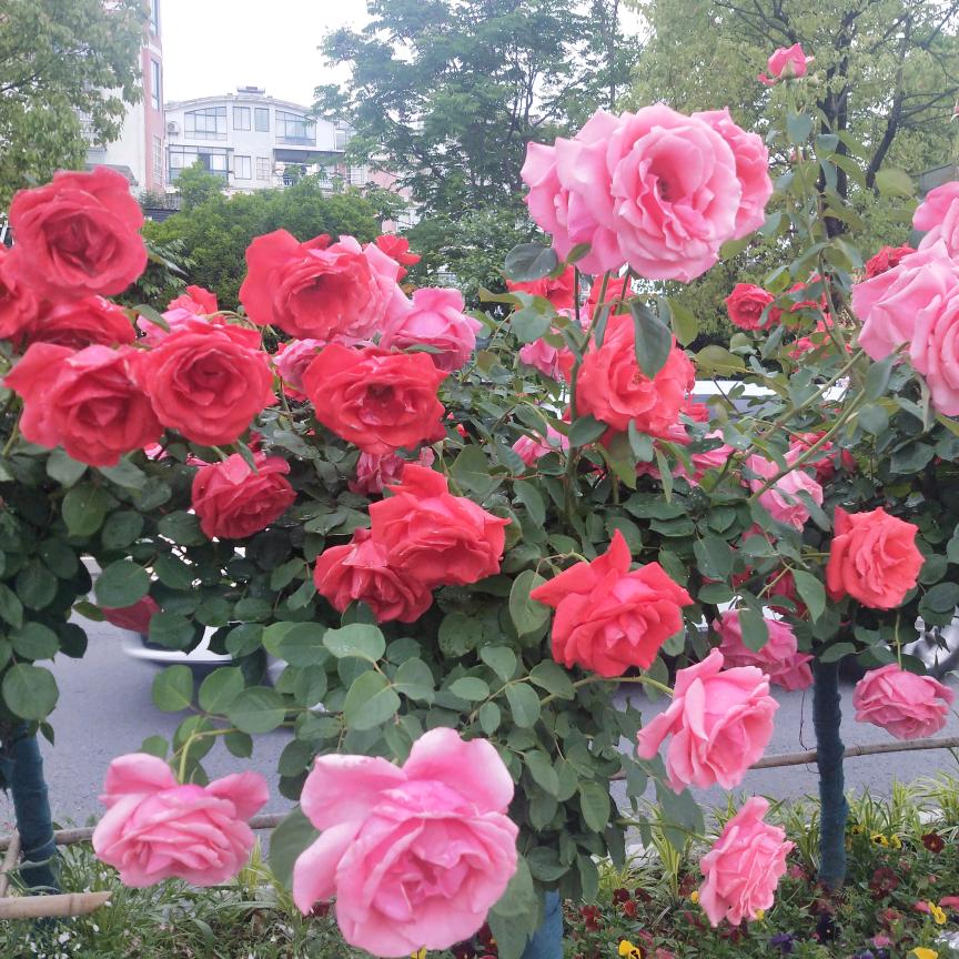 余生请安好