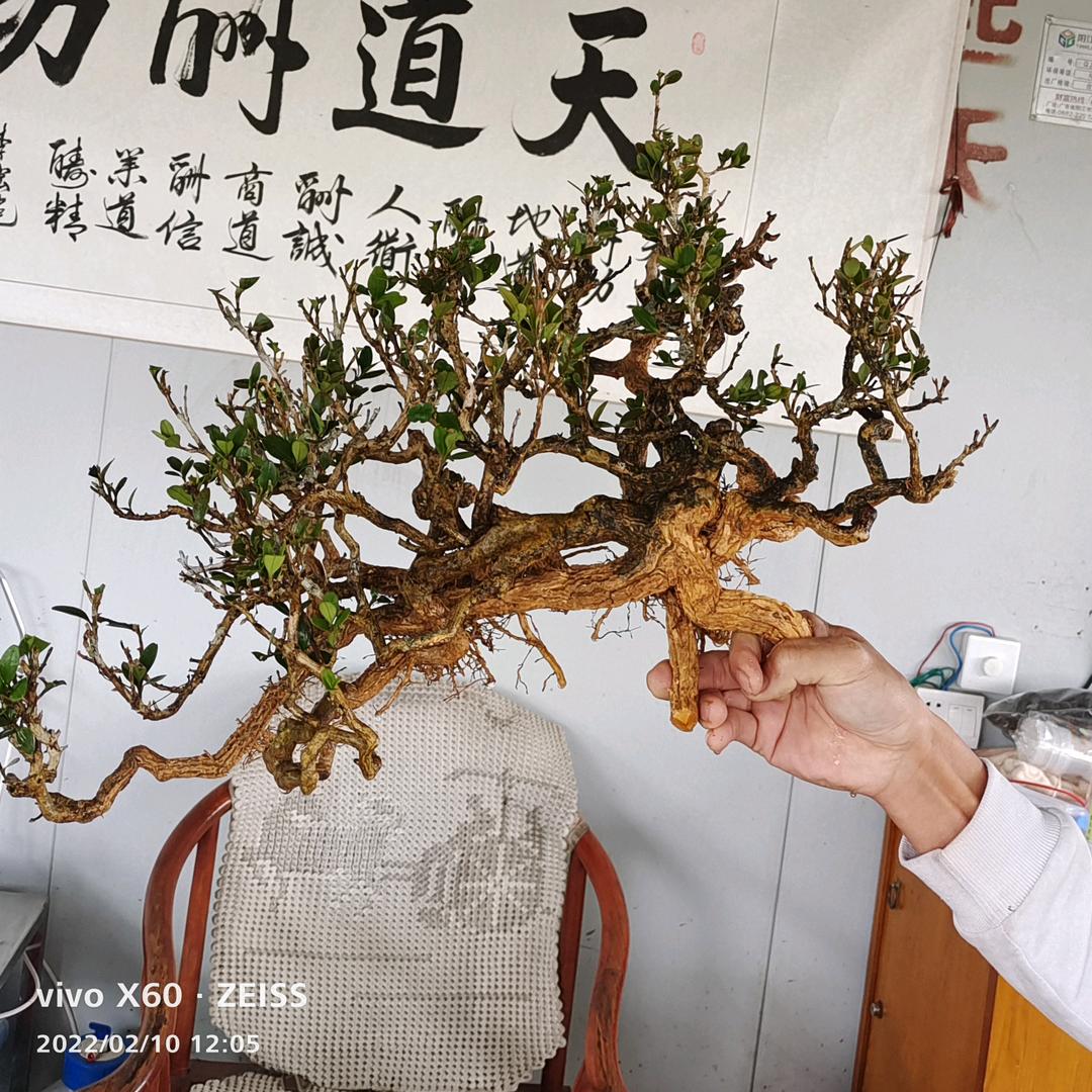开源（剪醉）凤米.海岛黄杨