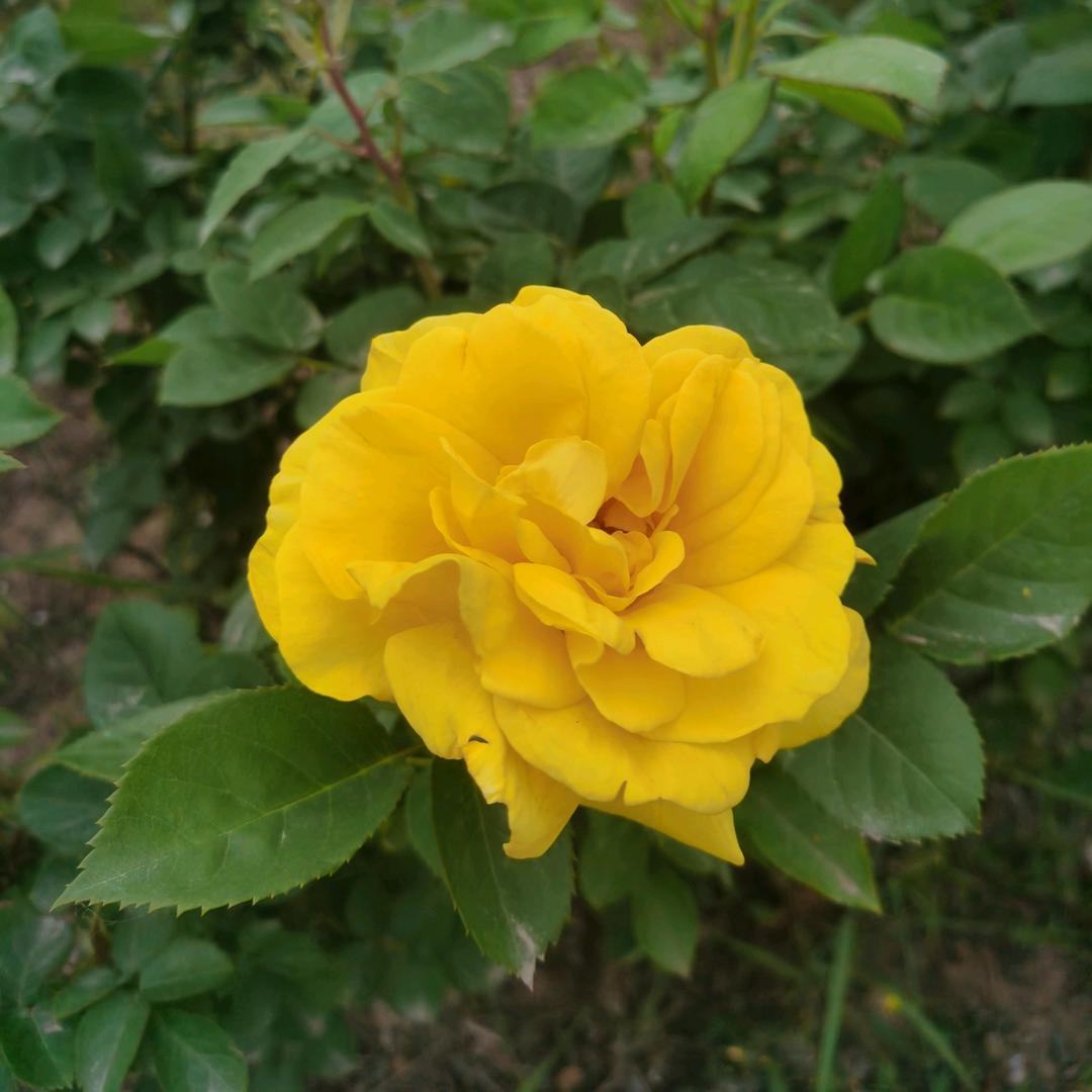 木林森