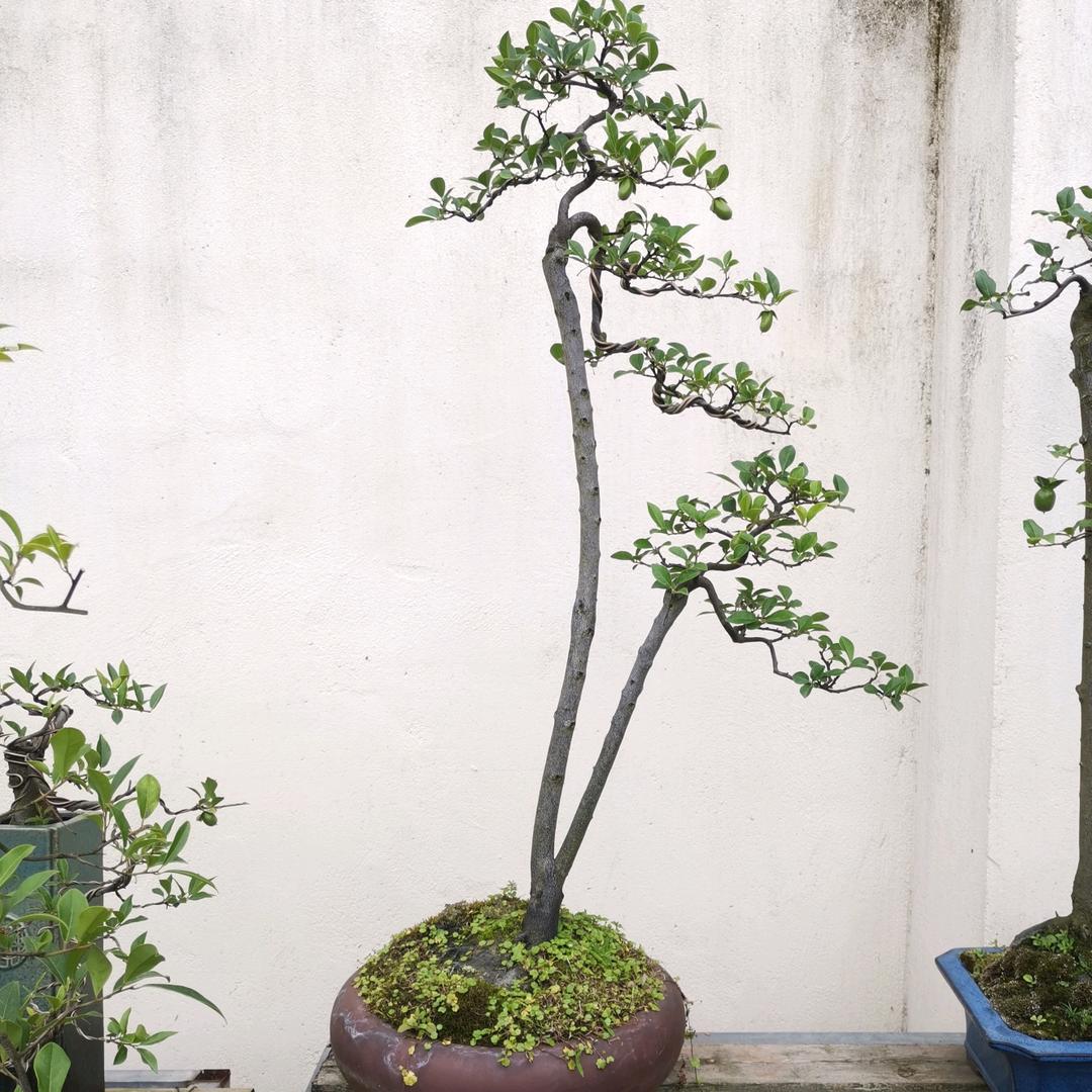 川云木易金弹子