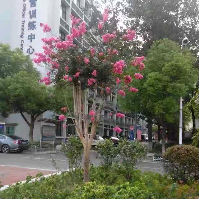 红梅