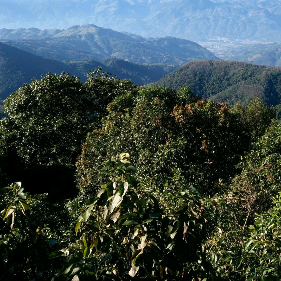 用户3883988864934绿萝