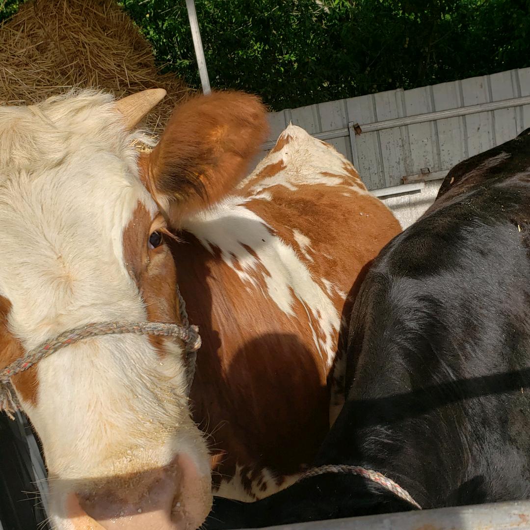 旺盛夏南牛肉业