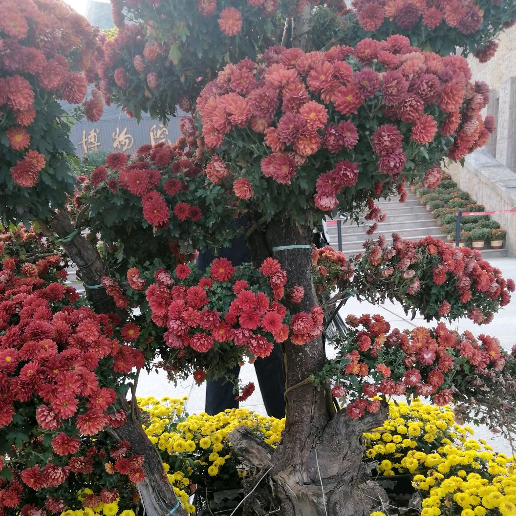 阳光会子