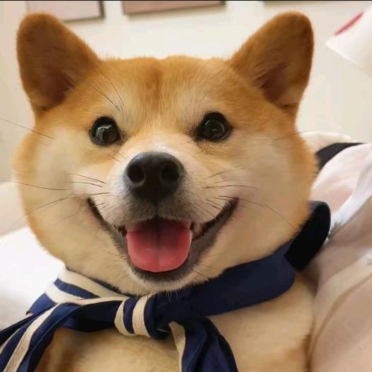 大哥犬🏃