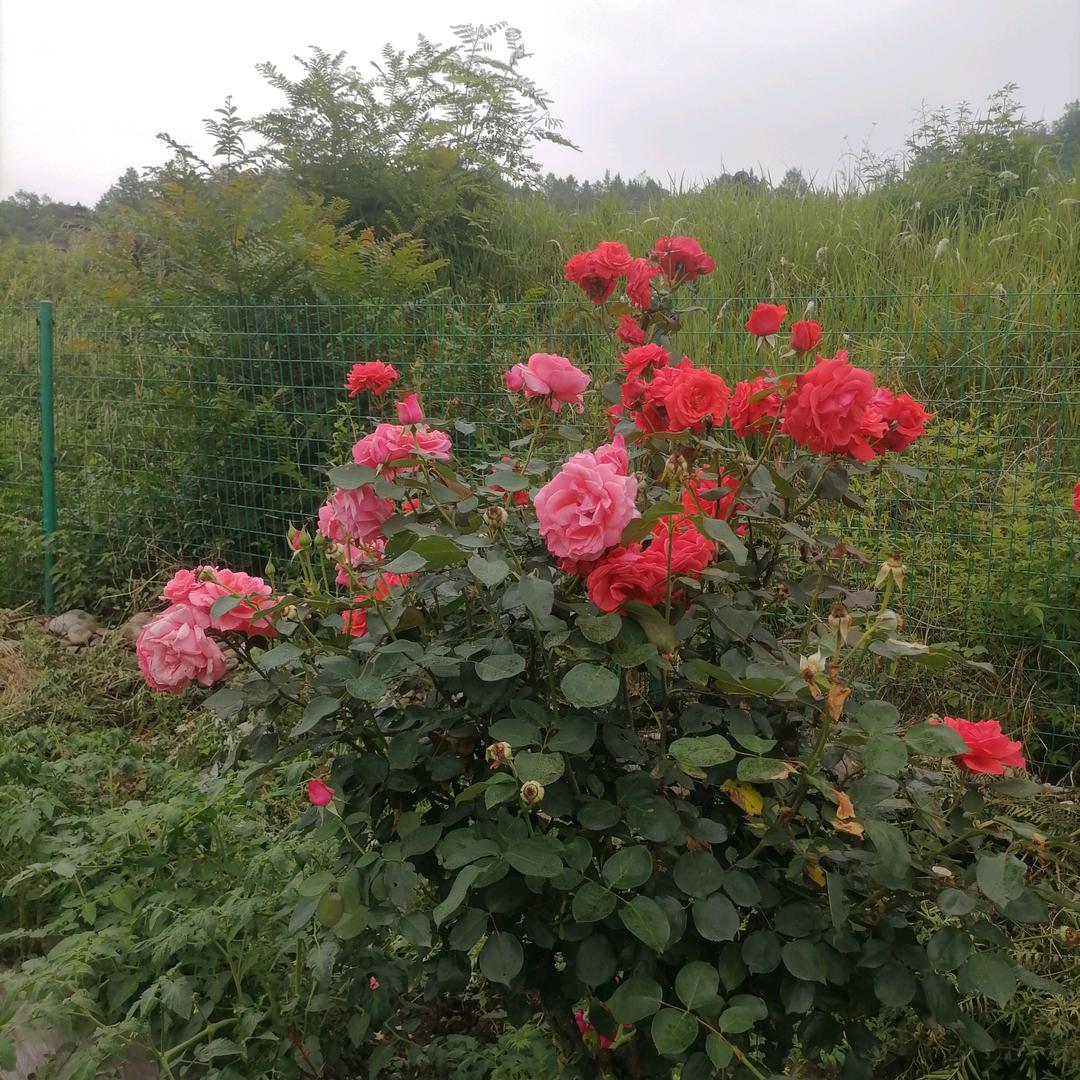 用户107220044979王三哥