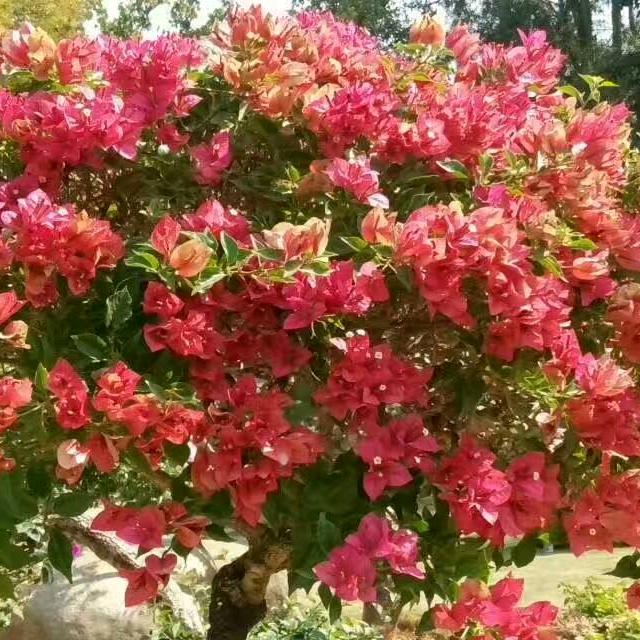 《菊萍》