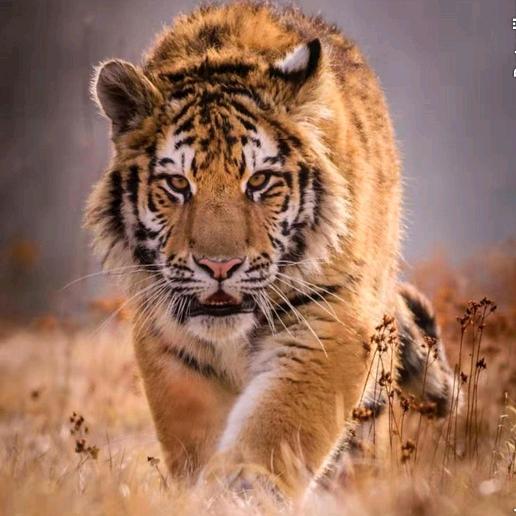 星 星（广州高福食品）