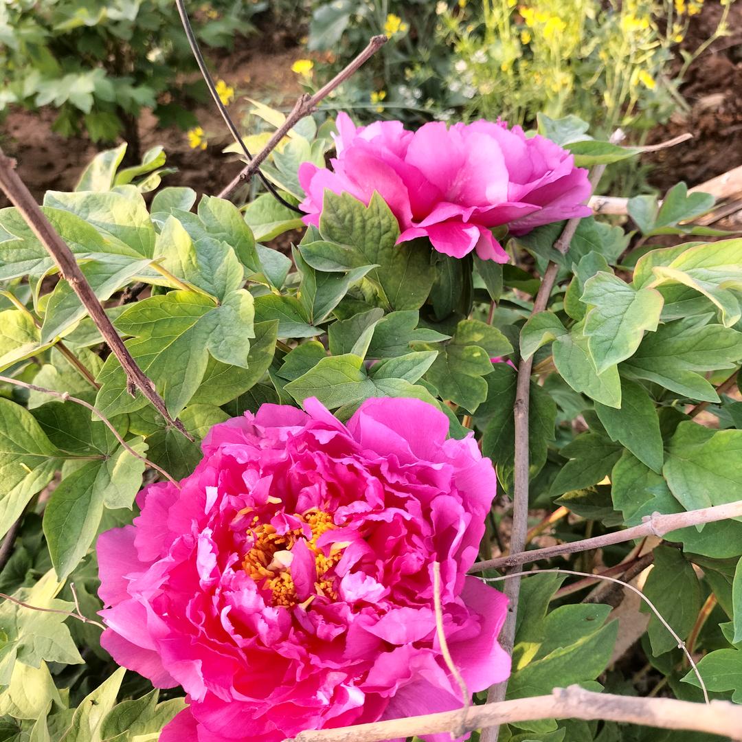 幸福花