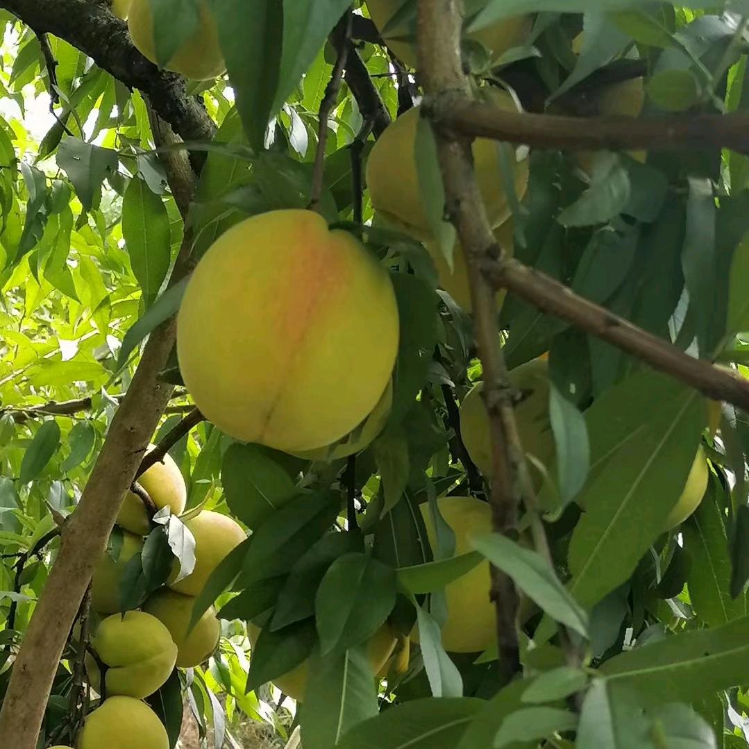 贵州桃子姐🍑