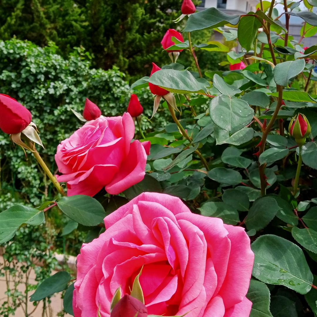 樱花