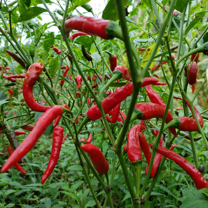 听儿歌三个孩子妈妈