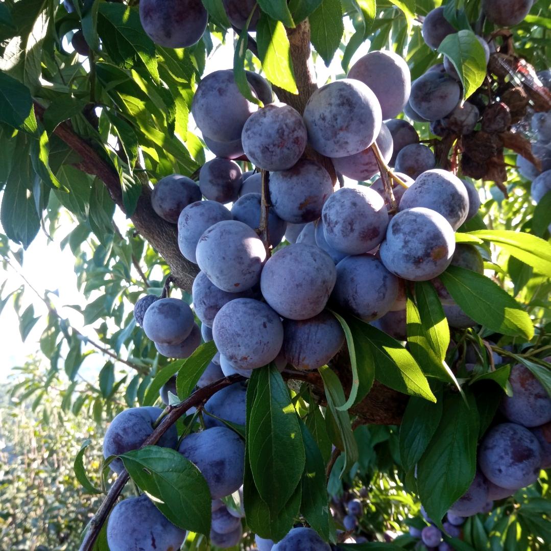 五弟果园欢迎您