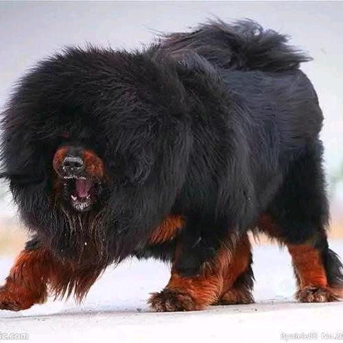 獒
