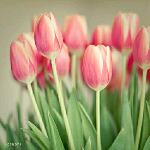 手工活十缝纫工十红娘