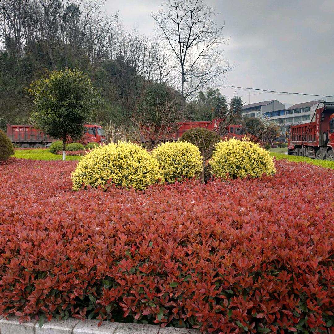 方城县耿五四季青园林