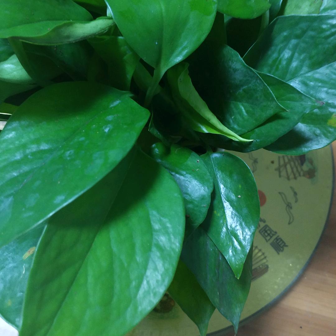珠
