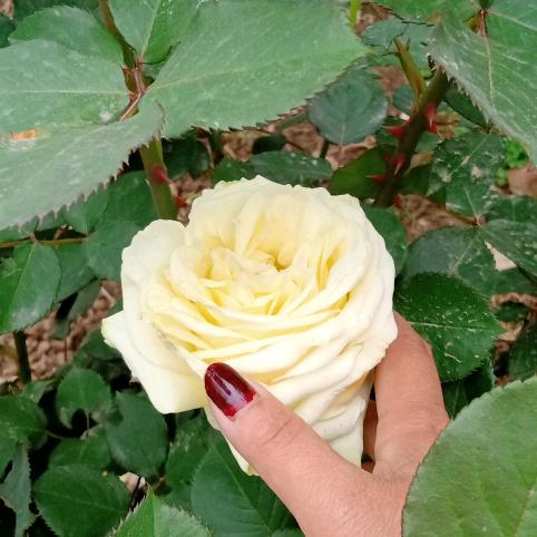 五姑娘……叶子🌿